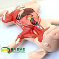 A02 (12002) Cerdo extraíble Modelos anatómicos de los órganos extraíbles para el estudio del veterinario 12002